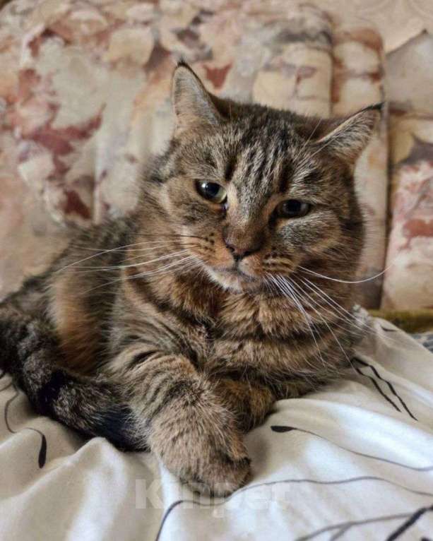 Кошки в Москве: Дарина ищет дом Девочка, Бесплатно - фото 2