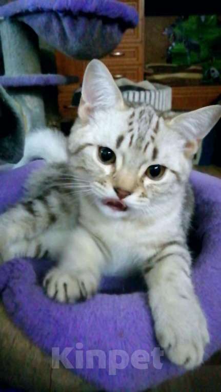 Кошки в Москве: Шотландские котята шиншилла  Мальчик, 5 000 руб. - фото 1