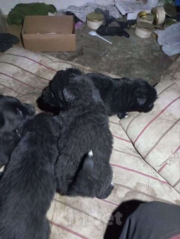 Собаки в Шебекино: щенят в добрые руки  Мальчик, Бесплатно - фото 2