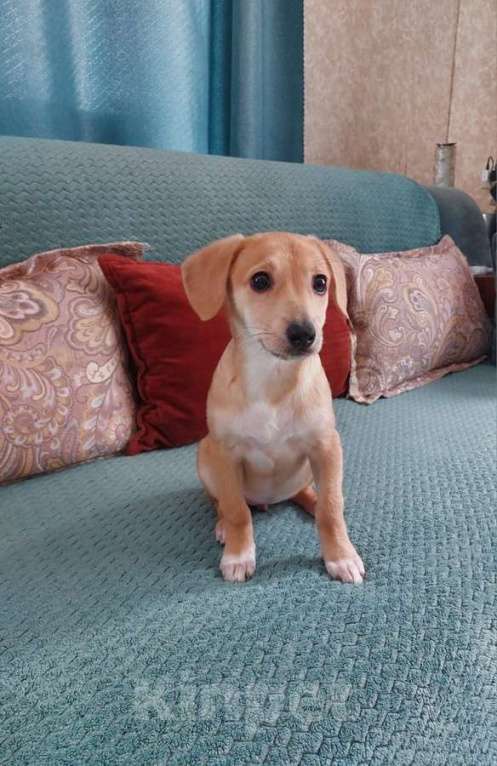 Собаки в Санкт-Петербурге: Очень красивый маленький щенок Девочка, Бесплатно - фото 5