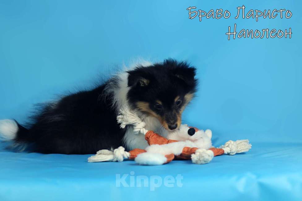 Собаки в Рязани: Щенки маленькой колли.Питомник шелти и мас Браво Ларисто Мальчик, 70 000 руб. - фото 2