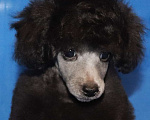 Собаки в Долгопрудном: Пуделя щенок миниатюрный сеый мальчик Мальчик, 120 000 руб. - фото 6