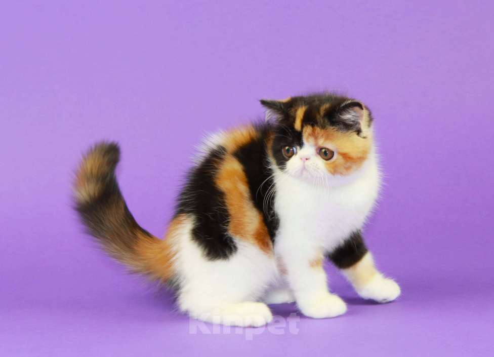 Кошки в Нижнем Новгороде: Красивая черепаховая кошечка экзот Девочка, 70 000 руб. - фото 3