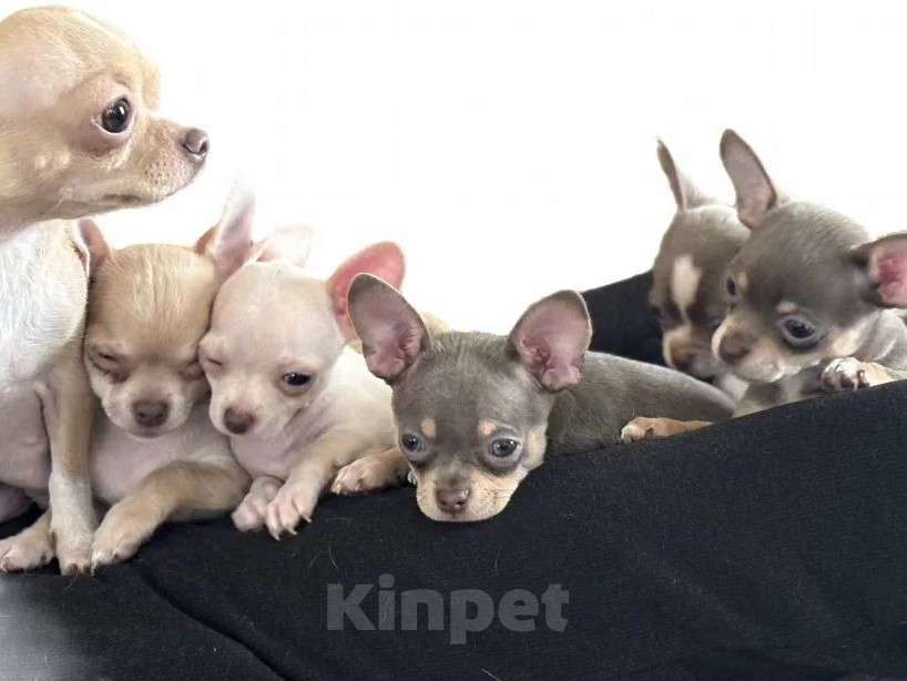 Собаки в Ростове-на-Дону: Щенки чихуахуа. Здоровье, генетика, приучены к пеленке 🐾 Разнополые, 25 000 руб. - фото 1