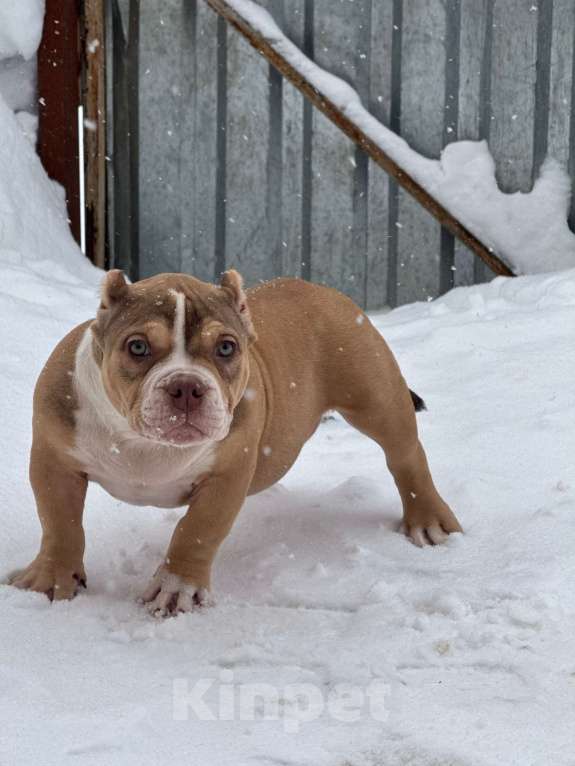 Собаки в Москве: Очаровательный  щенок булли покет Девочка, 110 руб. - фото 5