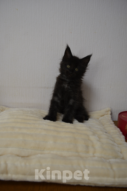 Кошки в Санкт-Петербурге: Chilly Diesel Power черный мейн-кун Девочка, 65 000 руб. - фото 1