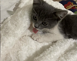 Кошки в Краснодаре: Котенок в добрые руки Девочка, Бесплатно - фото 3