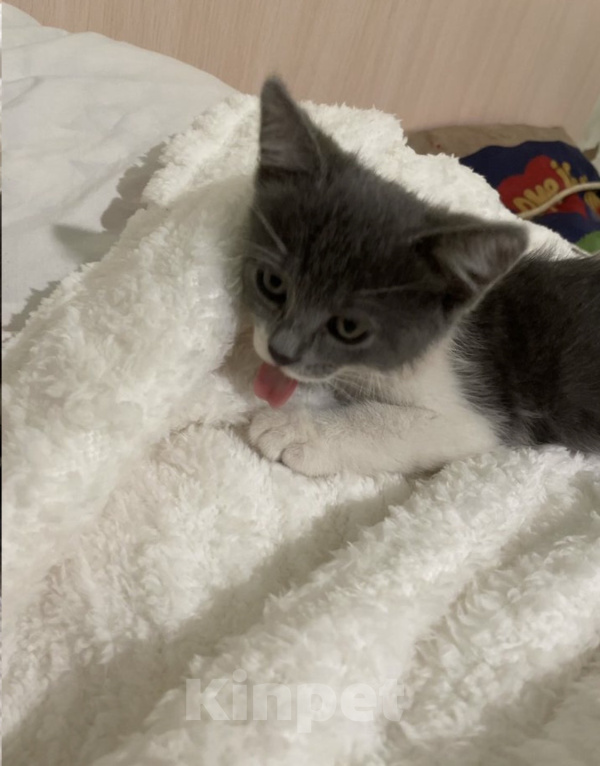Кошки в Краснодаре: Котенок в добрые руки Девочка, Бесплатно - фото 3