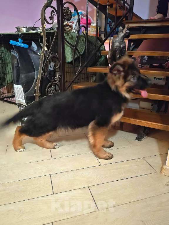 Собаки в Томске: Длинношерстная сука щенок Девочка, 70 000 руб. - фото 3