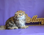 Кошки в Зеленограде: Хайленд фолд мальчик в золото Мальчик, 20 000 руб. - фото 5