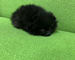 Собаки в Химках: Черный мальчик Мальчик, 30 000 руб. - фото 2