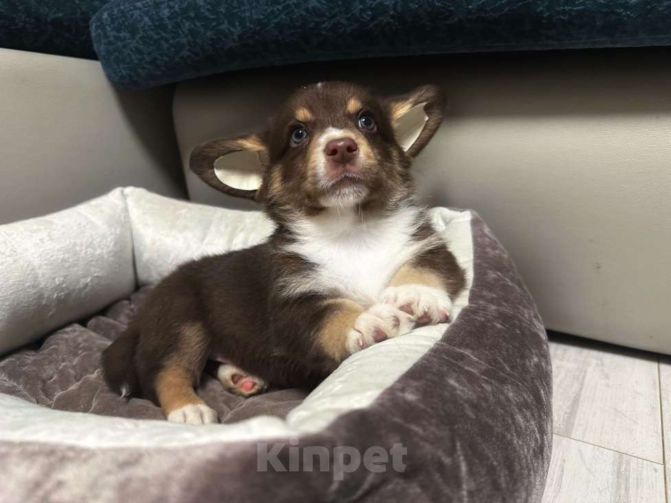 Собаки в других городах Московской области: Мальчишка брауни Мальчик, 35 000 руб. - фото 1