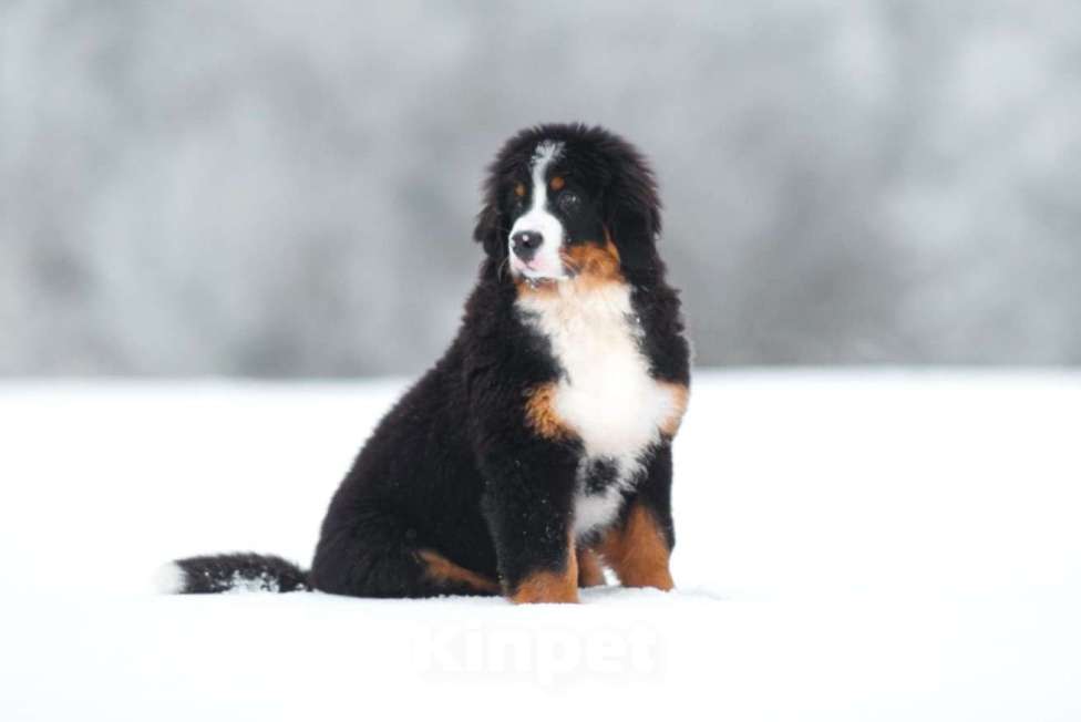 Собаки в Москве: Щенки бернского зенненхунда из питомника Девочка, Бесплатно - фото 3