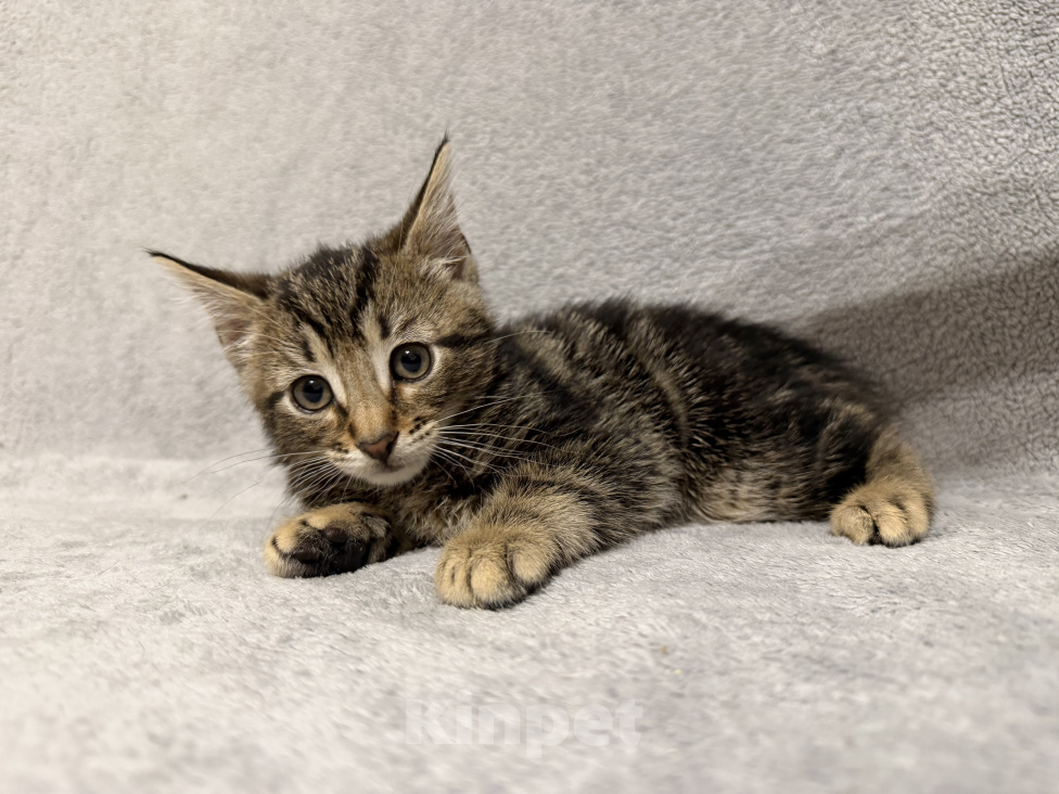 Кошки в Санкт-Петербурге: Ищем дом спасенных  с улицы котят! 🐾 Мальчик, Бесплатно - фото 2