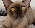 Кошки в Краснодаре: Котята бурмы Девочка, Бесплатно - фото 1