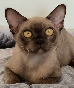 Котята бурмы