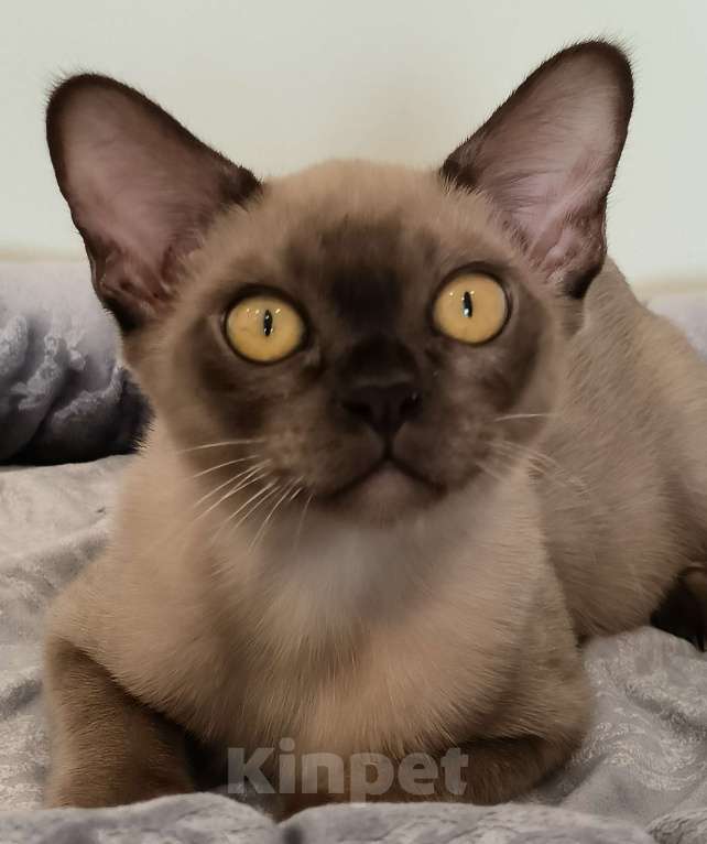 Кошки в Краснодаре: Котята бурмы Девочка, Бесплатно - фото 1