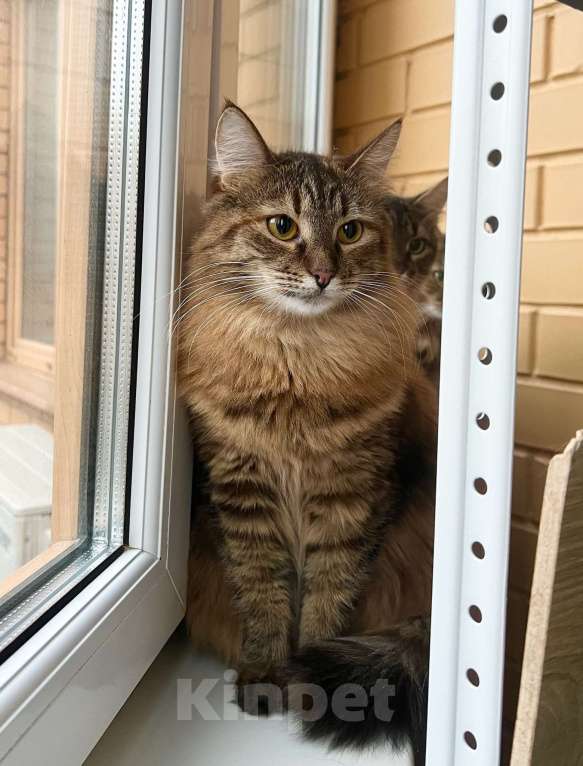 Кошки в Москве: Пушистая кошечка Маковка в добрые руки Девочка, Бесплатно - фото 5