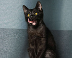 Кошки в Москве: Ласковый черный котенок-мальчик Мальчик, Бесплатно - фото 2