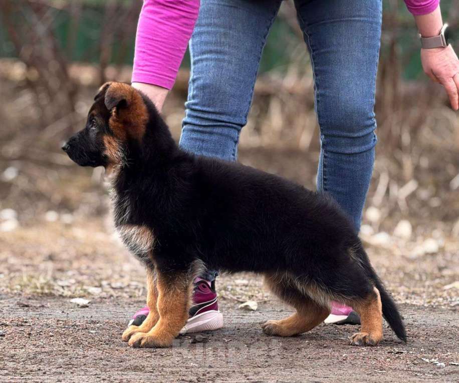Собаки в Санкт-Петербурге: Немецкая овчарка девочка Девочка, 80 000 руб. - фото 2