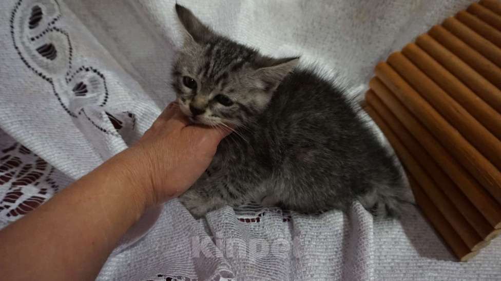 Кошки в Красногорске: Котенок Сильвер 1,5 месяца ждет родителей на передержке  Мальчик, Бесплатно - фото 4