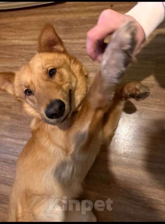 Собаки в Пушкино: АЛЬФИ - солнечный улыбка-пес ищет дом! Мальчик, Бесплатно - фото 4