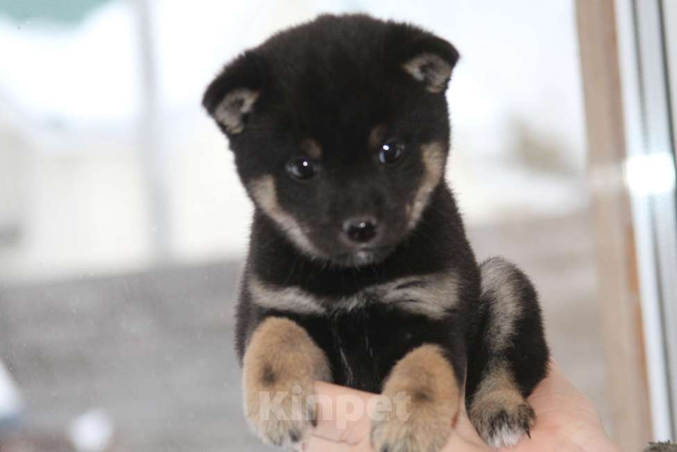 Собаки в Самаре: сиба ину Девочка, 50 000 руб. - фото 2