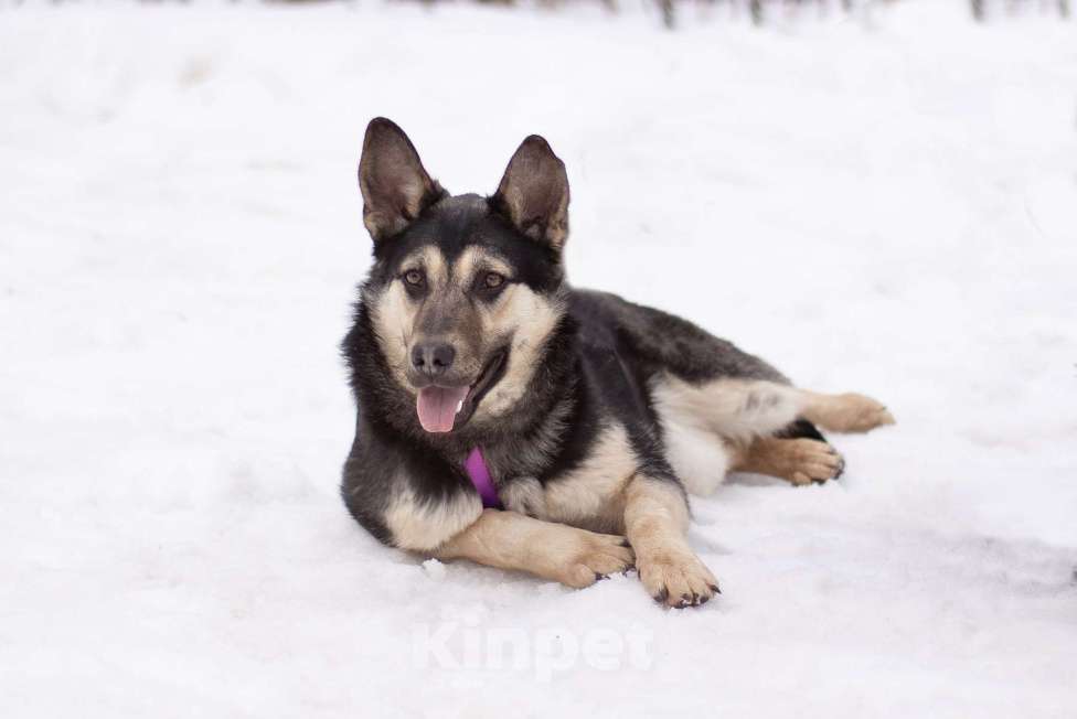 Собаки в Москве: Тайми очень спокойная девочка, в поисках любящей семьи Девочка, Бесплатно - фото 2