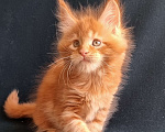 Кошки в Санкт-Петербурге: котенок мейн кун Мальчик, Бесплатно - фото 4