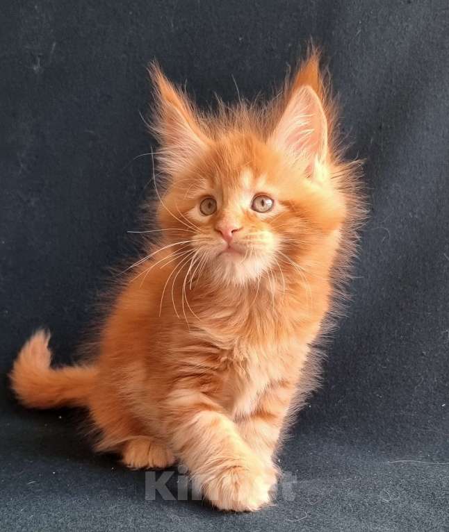 Кошки в Санкт-Петербурге: котенок мейн кун Мальчик, Бесплатно - фото 4