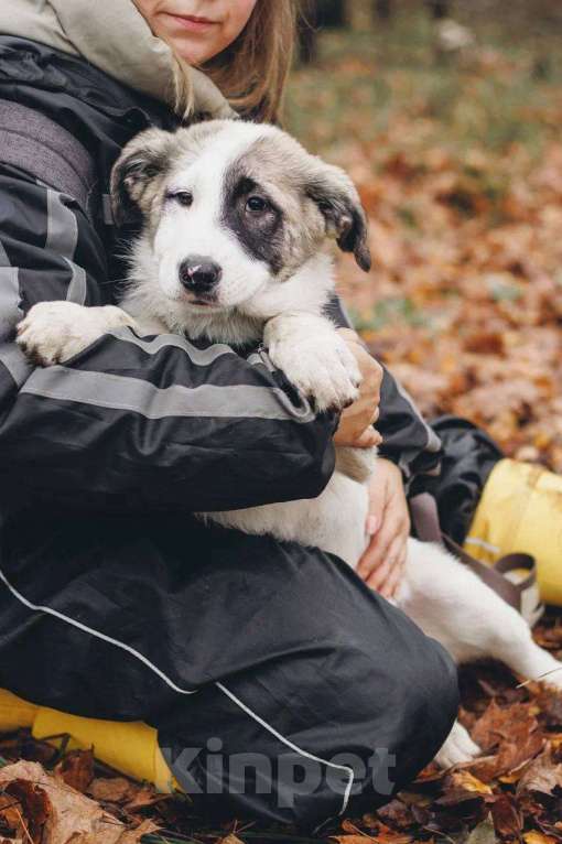 Собаки в Москве: Хега - мальчик, 2 месяца, ищет дом Мальчик, Бесплатно - фото 4