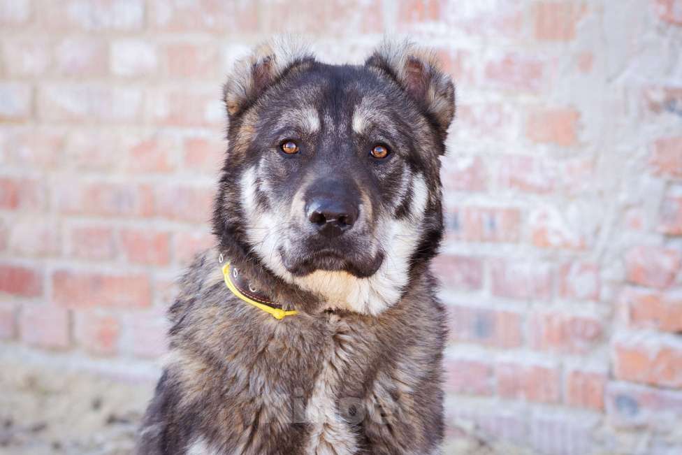 Собаки в Москве: Пёс, избежавший усыпления ищет дом! Мальчик, Бесплатно - фото 2
