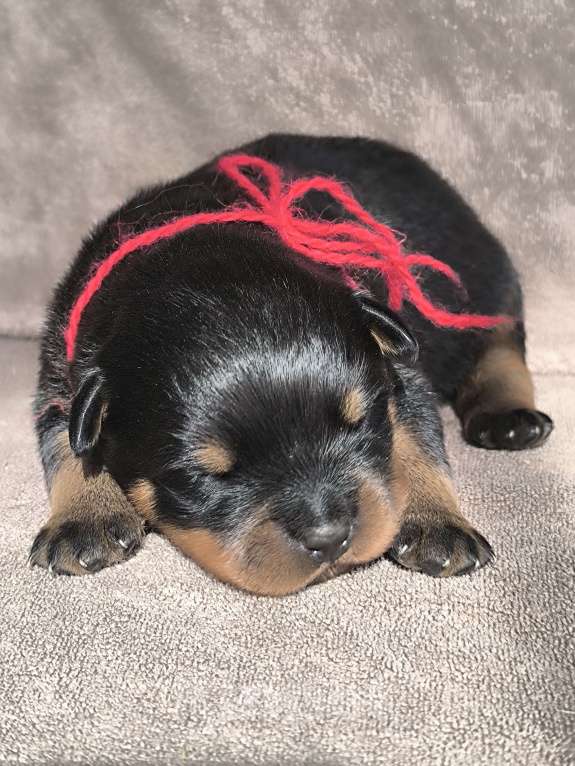 Собаки в Москве: Щенки ротвейлера от питомника Разнополые, Бесплатно - фото 6