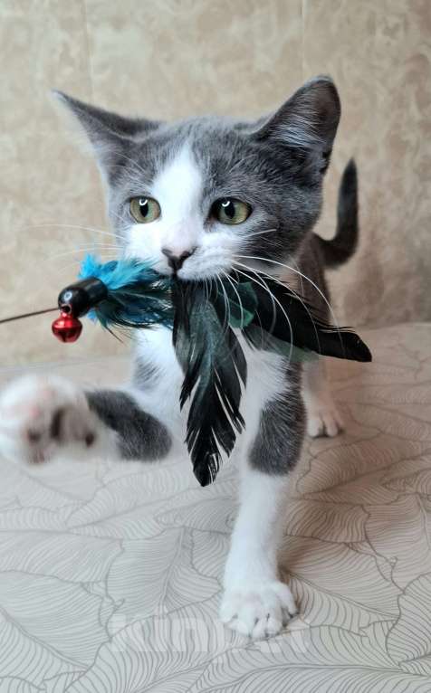 Кошки в Москве: Голубо-белый котёнок в добрые руки  Мальчик, Бесплатно - фото 5