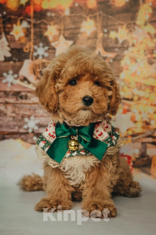 Собаки в Пушкино: Мальтипу девочка ф1 Девочка, 150 000 руб. - фото 5