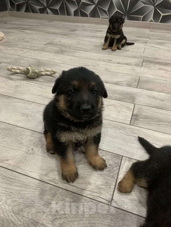 Собаки в других городах Краснодарского края: щенки немецкой овчарки Мальчик, 8 000 руб. - фото 4