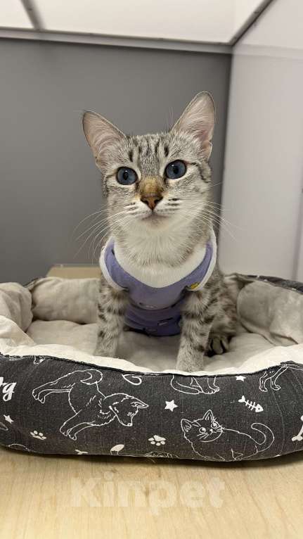 Кошки в Москве: Красавица Луна в добрые руки Девочка, Бесплатно - фото 3