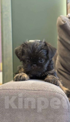 Собаки в Волгограде: Девочка гриффон черно подпалая Девочка, Бесплатно - фото 4