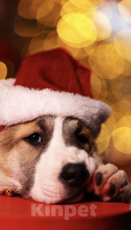 Собаки в Москве: Алабай шикарная сука щенок  Девочка, Бесплатно - фото 3