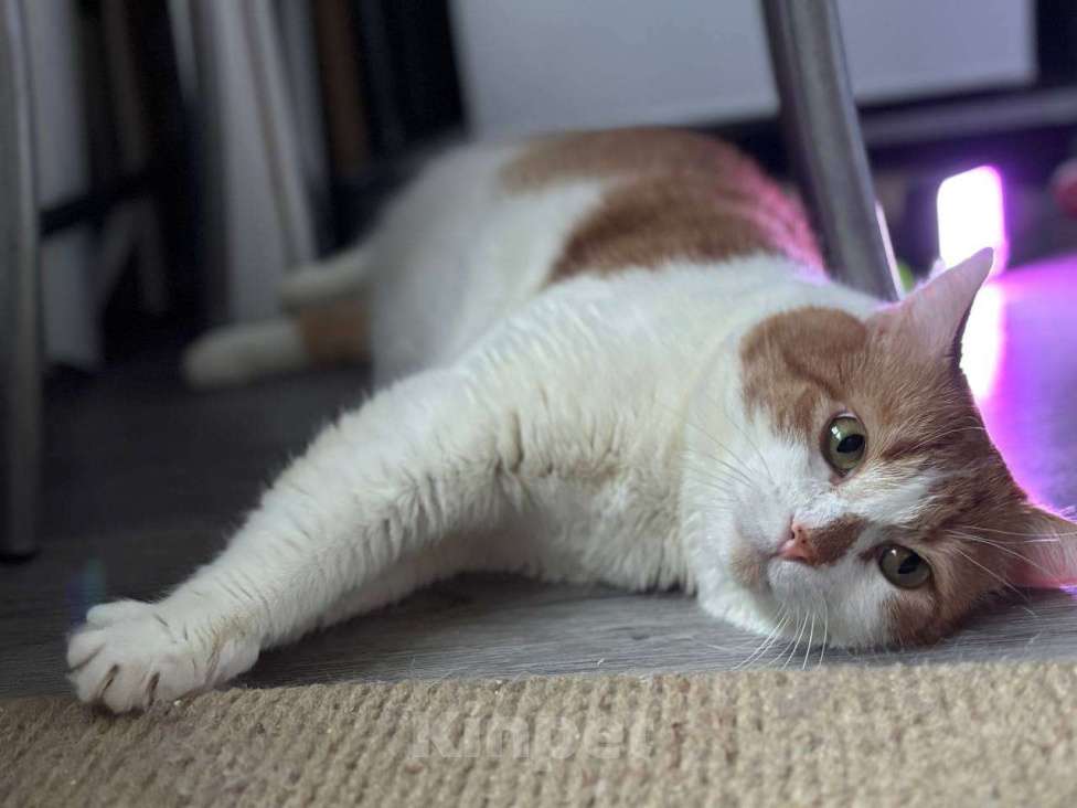 Кошки в Санкт-Петербурге: Яркий и ласковый кот Павлик Мальчик, Бесплатно - фото 4