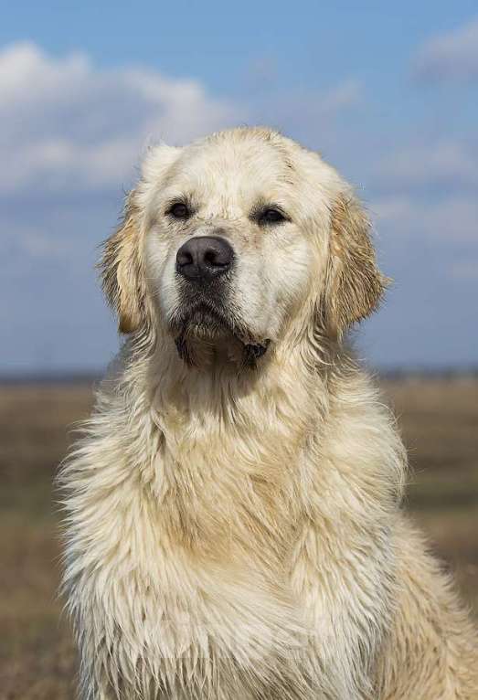 Собаки в Москве: Золотисты ретривер щенок Мальчик, 60 000 руб. - фото 5