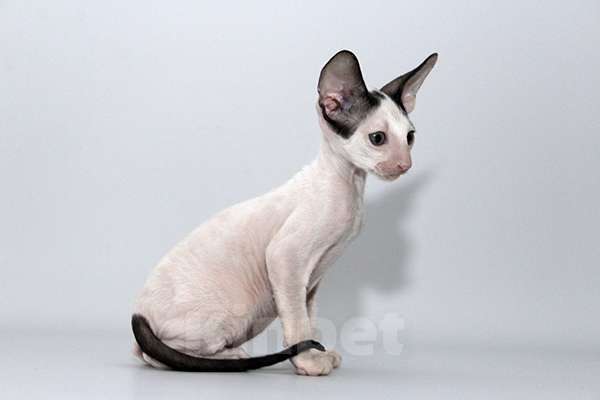 Кошки в Москве: Котик черный ван Лукас Мальчик, 70 000 руб. - фото 8