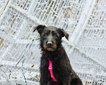 Собаки в Москве: Бородатик Соня ищет дом Девочка, 1 руб. - фото 8