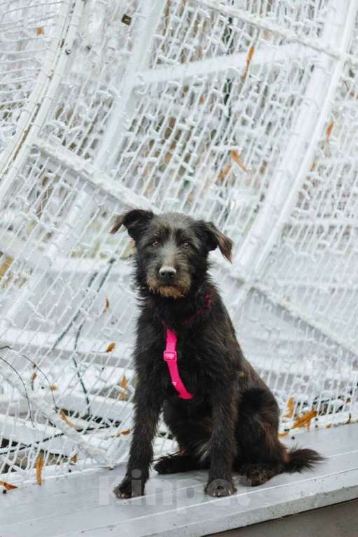 Собаки в Москве: Бородатик Соня ищет дом Девочка, 1 руб. - фото 8