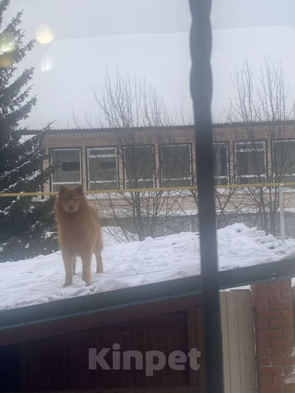 Собаки в Нижнем Тагиле: Продать, по ситуации у хозяина Мальчик, 50 000 руб. - фото 1