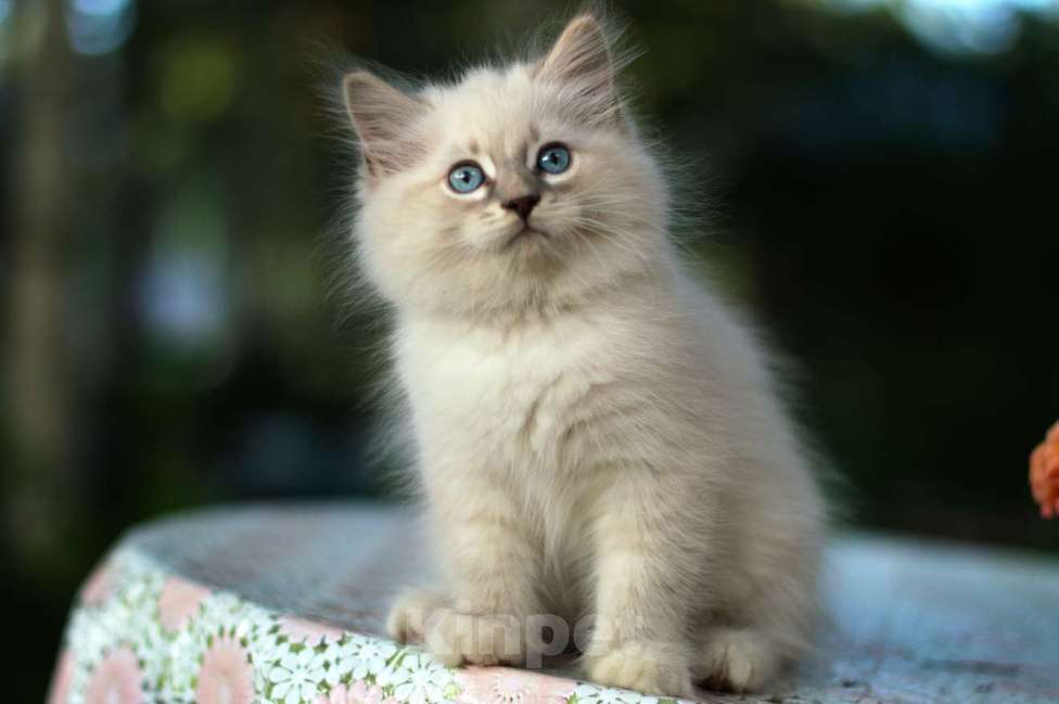 Кошки в Санкт-Петербурге: невский маскарадный мальчик Мальчик, Бесплатно - фото 3