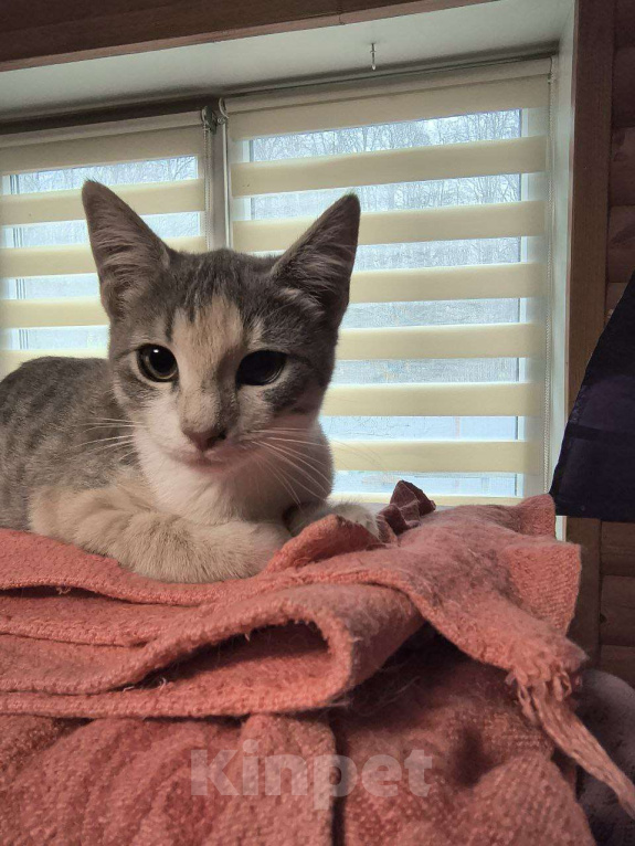 Кошки в Москве: Муся Девочка, Бесплатно - фото 1