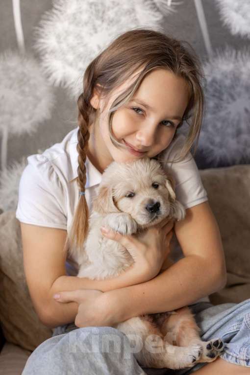 Собаки в Ярославле: Щенки Золотистого Ретривера Мальчик, 50 000 руб. - фото 1