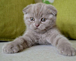 Кошки в Сертолово: котятки, 2 000 руб. - фото 5