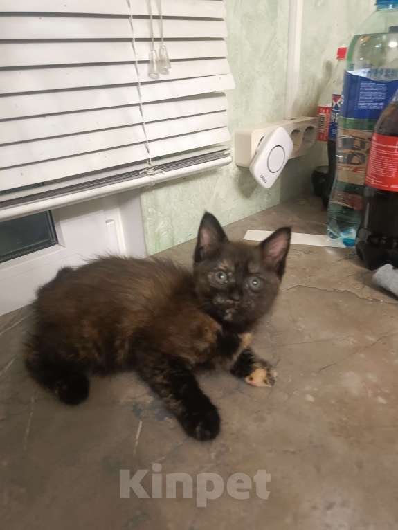 Кошки в других городах Ленинградской области: кошечка 2,5 месяца, от мамы Мейн-Кун Девочка, 5 000 руб. - фото 4